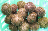 Yamakosa 03
